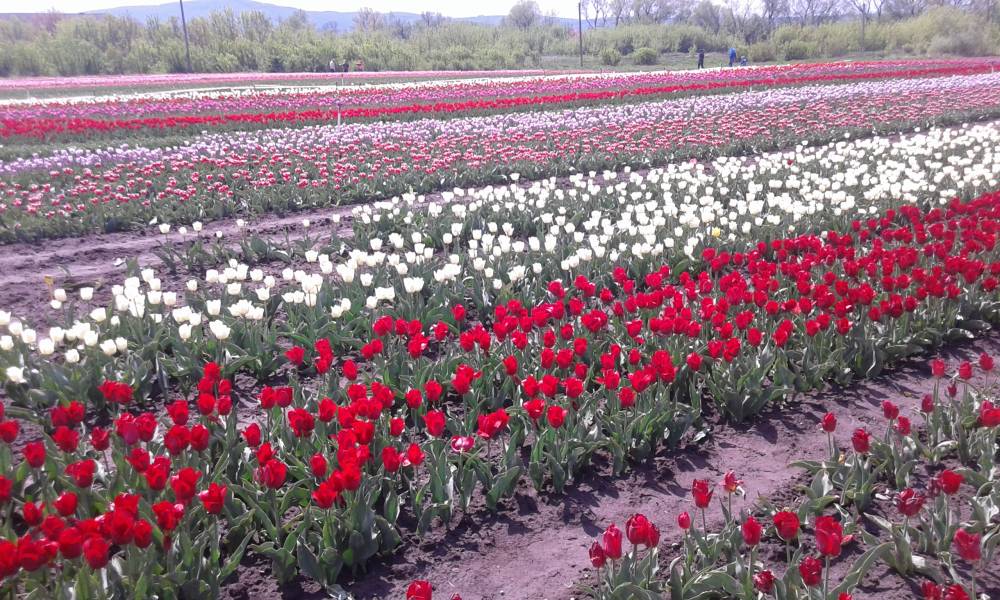 Срочно требуются мамы в декрете,студенты и домохозяйки!
