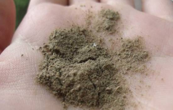 Ламинария — морские водоросли