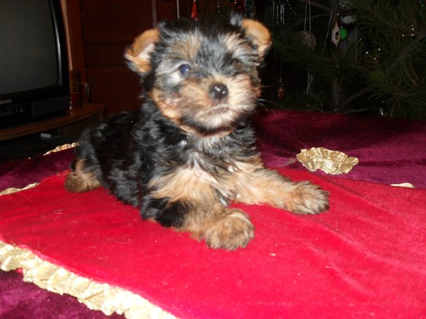 Щенок йоркширского терьера , две суки йоркширского терьера